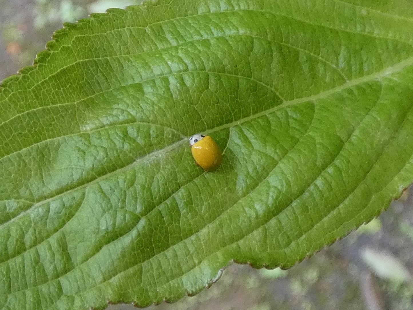 photo_1